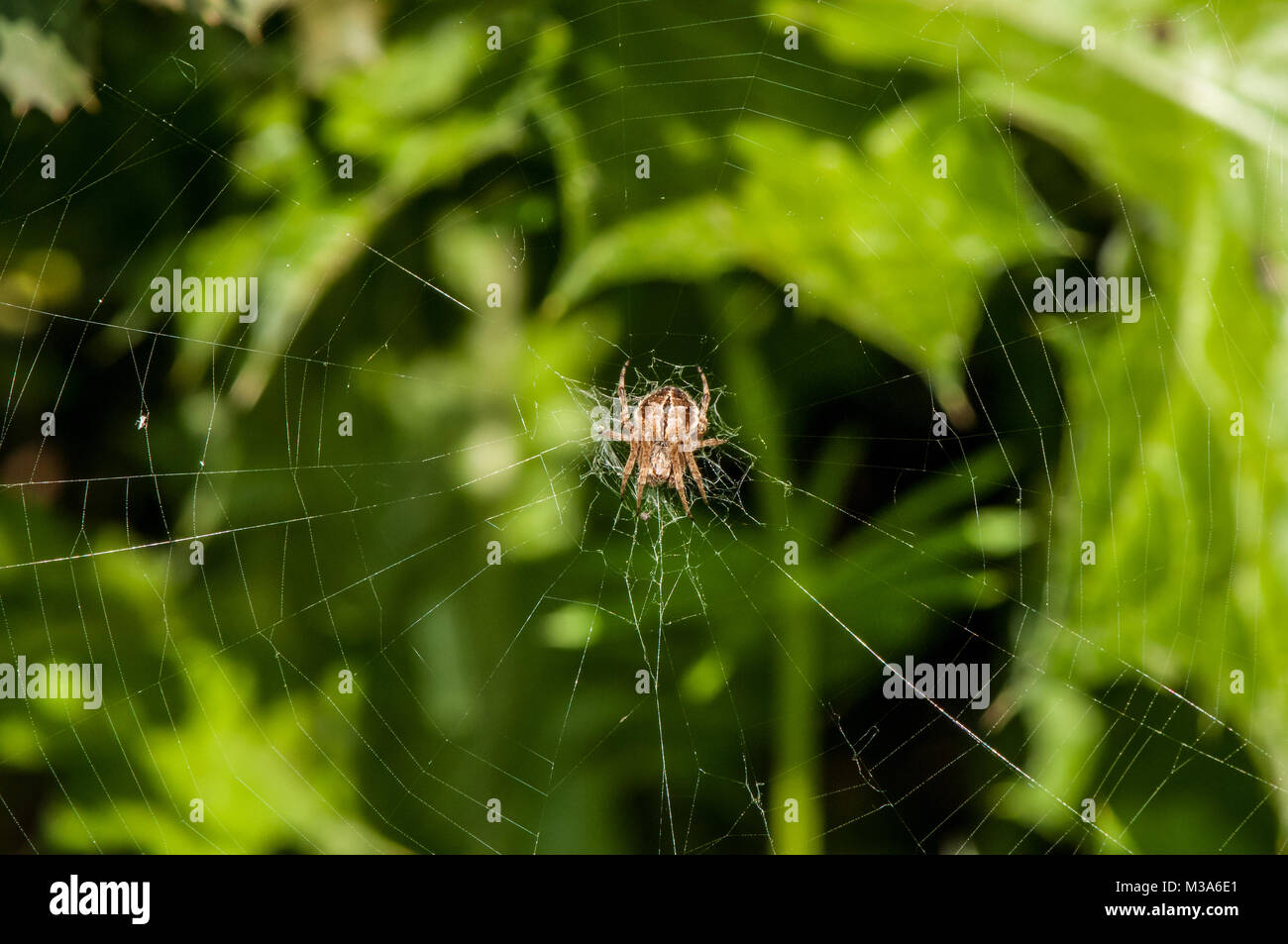 Spider, Agalenatea redii, web Foto Stock
