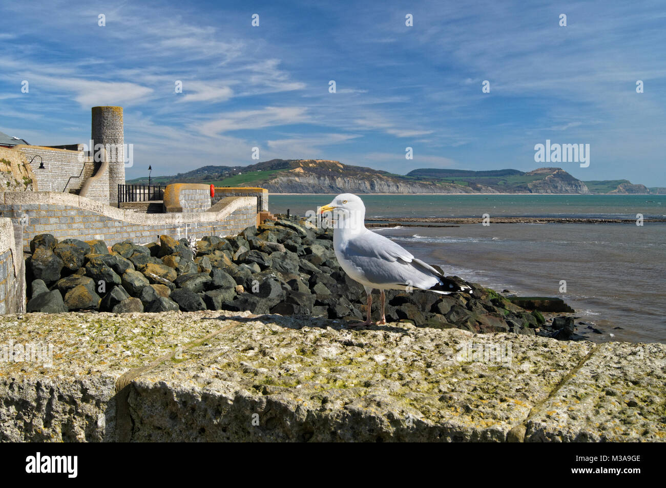 UK,Dorset,Lyme Regis,aringhe gabbiano sulla parete a pistola Cliff Walk Foto Stock