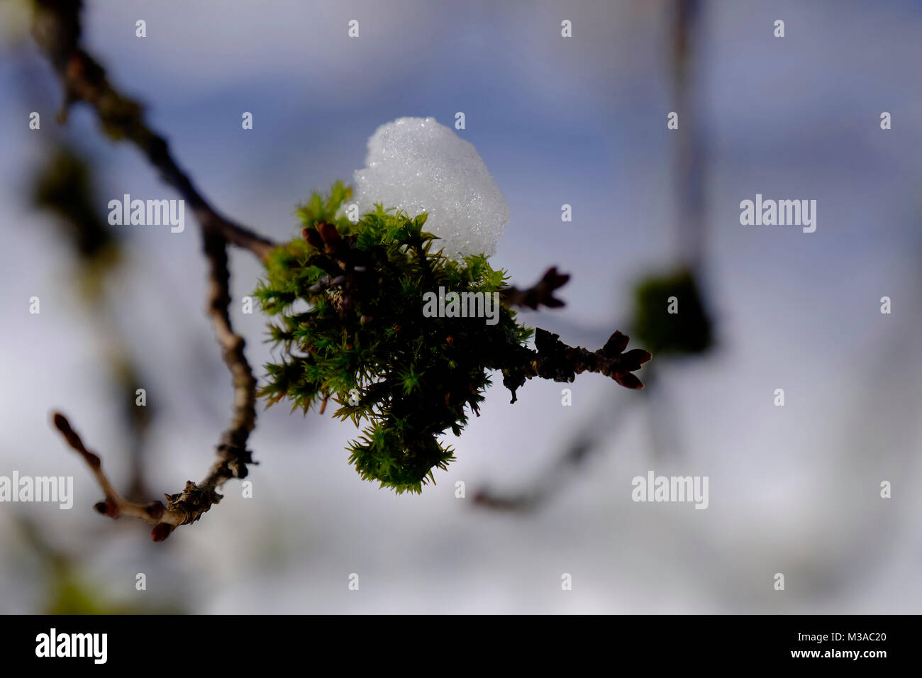 Inverno. Foto Stock