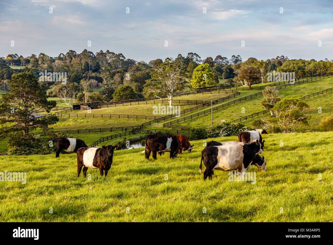 Campagna australiana. Il frisone bestiame nel paddock, Sunshine Coast, Queensland, Australia Foto Stock