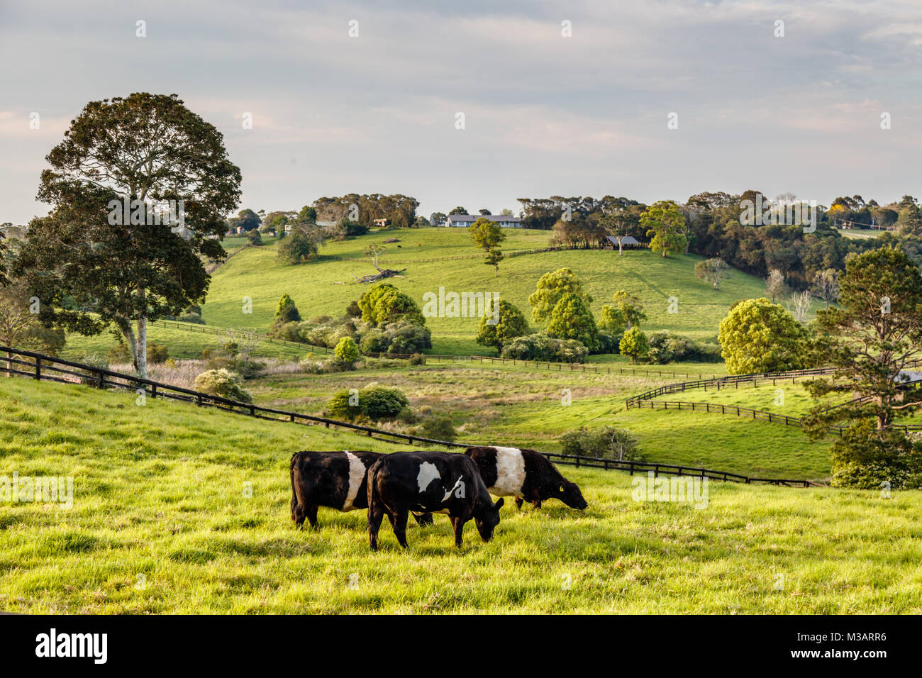 Campagna australiana. Il frisone bestiame nel paddock, Sunshine Coast, Queensland, Australia Foto Stock