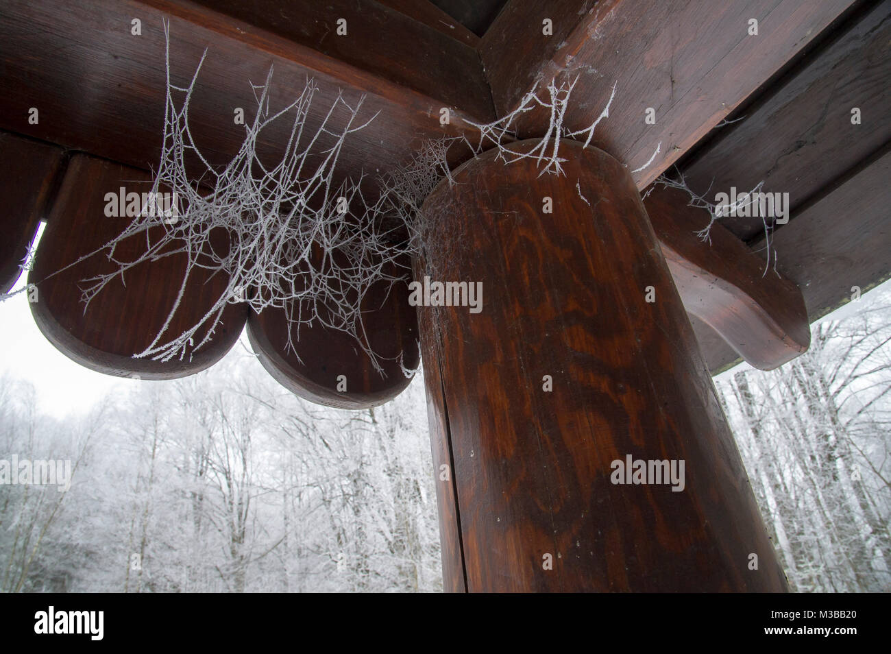 Wiezyca, Polonia. Il 10 febbraio, 2018. Una ragnatela coperta in aria trasformata per forte gradiente gelo nel Wiezyca, Polonia. 10 febbraio 2018 © Wojciech Strozyk / Alamy Live News Foto Stock