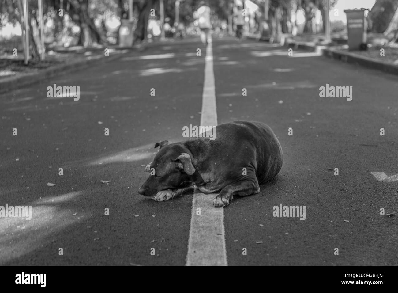 Un cane dorme in un parco a Bangkok, in Thailandia Foto Stock