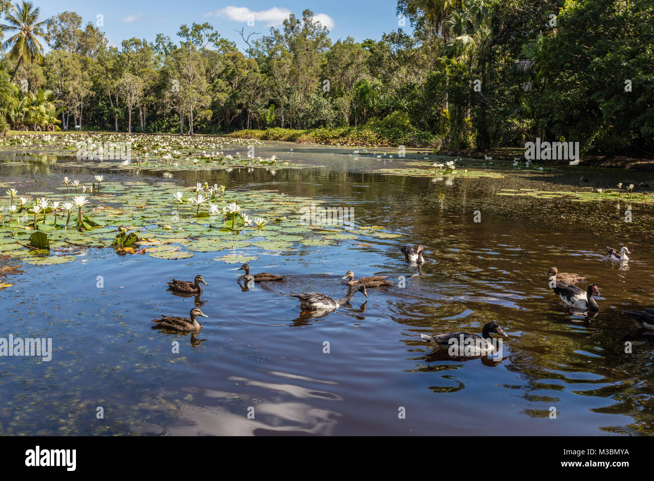 Acqua fresca del lago con le anatre e acqua Lilly a Cairns Botanic Gardens, Regione di Cairns, Queensland, Australia Foto Stock