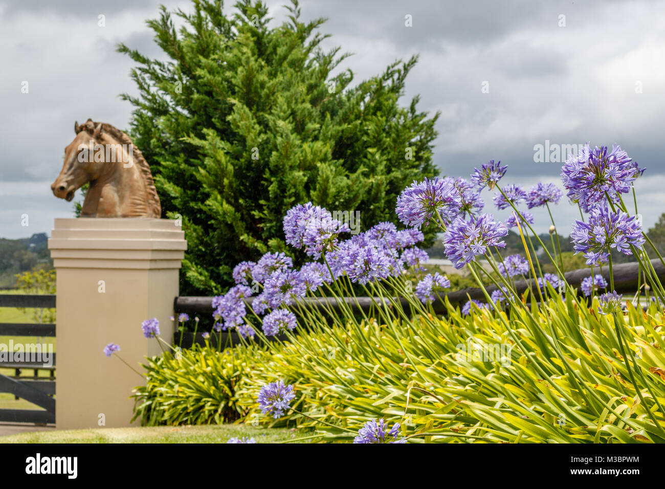 Blooming Agapanthus, o il Giglio del Nilo, una statua a forma di testa di cavallo. Queensland, Australia. Foto Stock