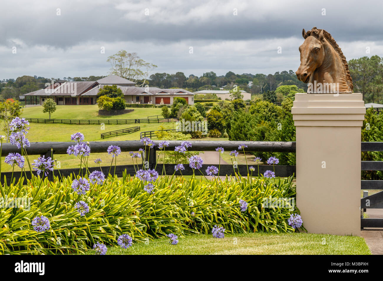 Blooming Agapanthus, o il Giglio del Nilo, una statua a forma di testa di cavallo. Queensland, Australia. Foto Stock