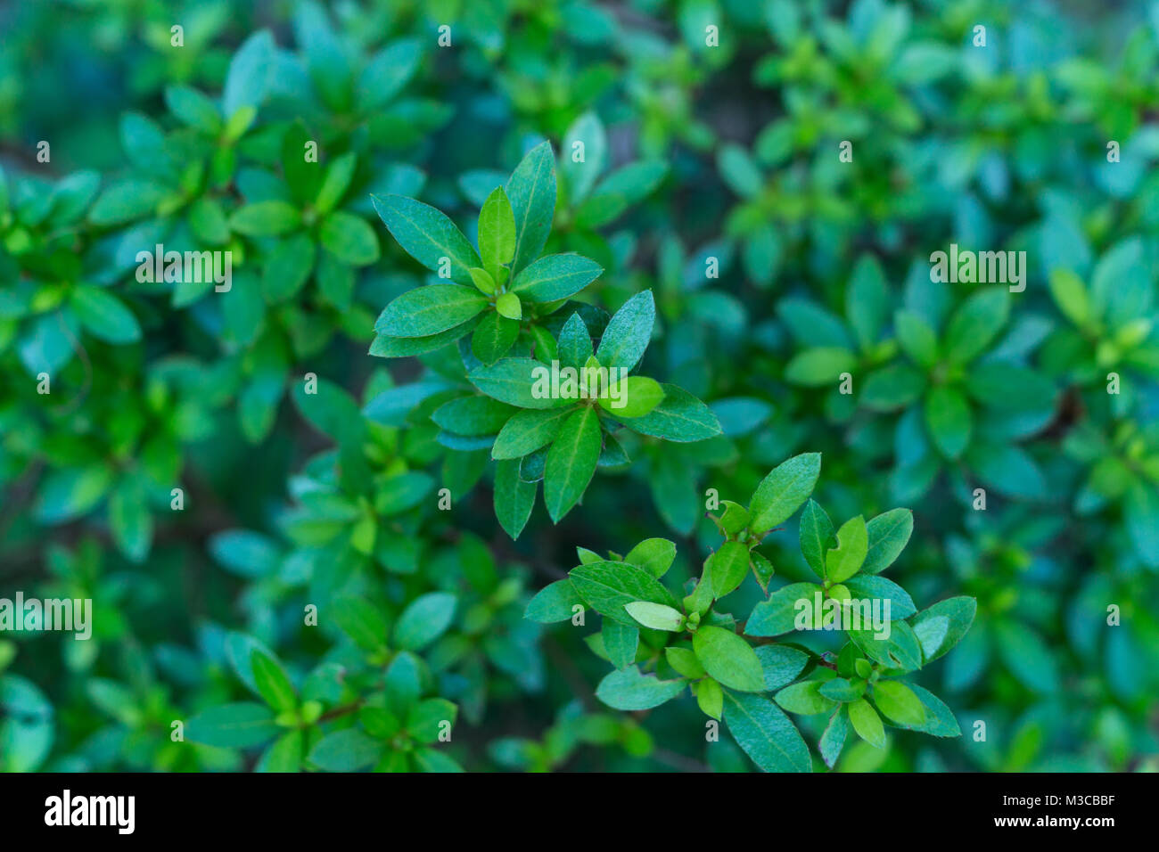 Verde Vegetazione fresca sfondo vista dall'alto Foto Stock