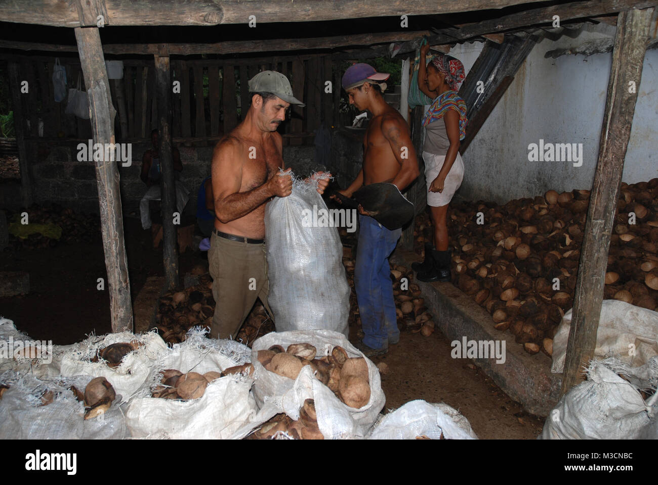 Lavoratori in cocco fabbrica di trasformazione, nei pressi di Baracoa, Cuba Foto Stock
