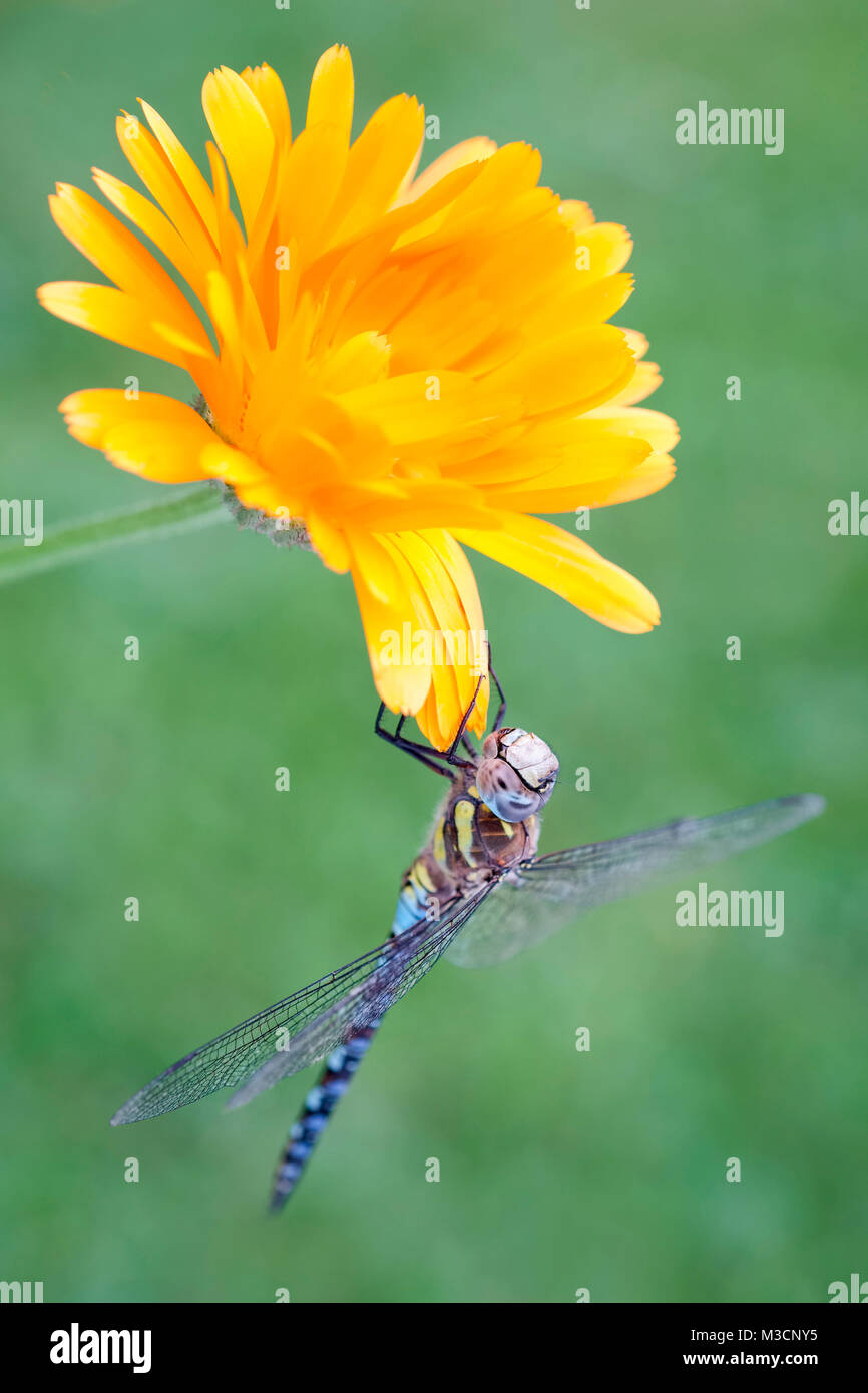 Migrant Hawker dragonfly poggiante su calendula fiori - Aeshna mixta Foto Stock