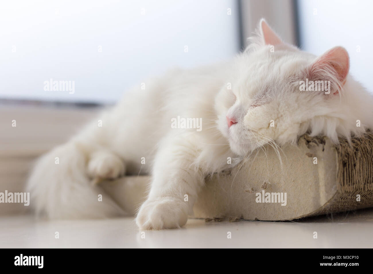 Un rilassato cat sta prendendo un pisolino sul suo posto preferito dalla finestra, la cattura di alcuni raggi di sole e pacificamente in appoggio... Si tratta di un panorama rilassante. Foto Stock