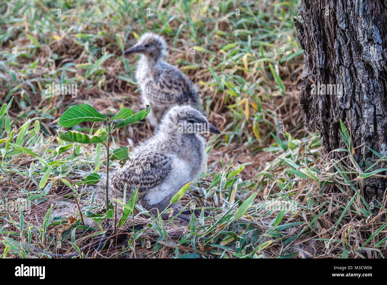Due pulcini di gabbiano in erba, l'Isola Heron, Queensland, Australia Foto Stock