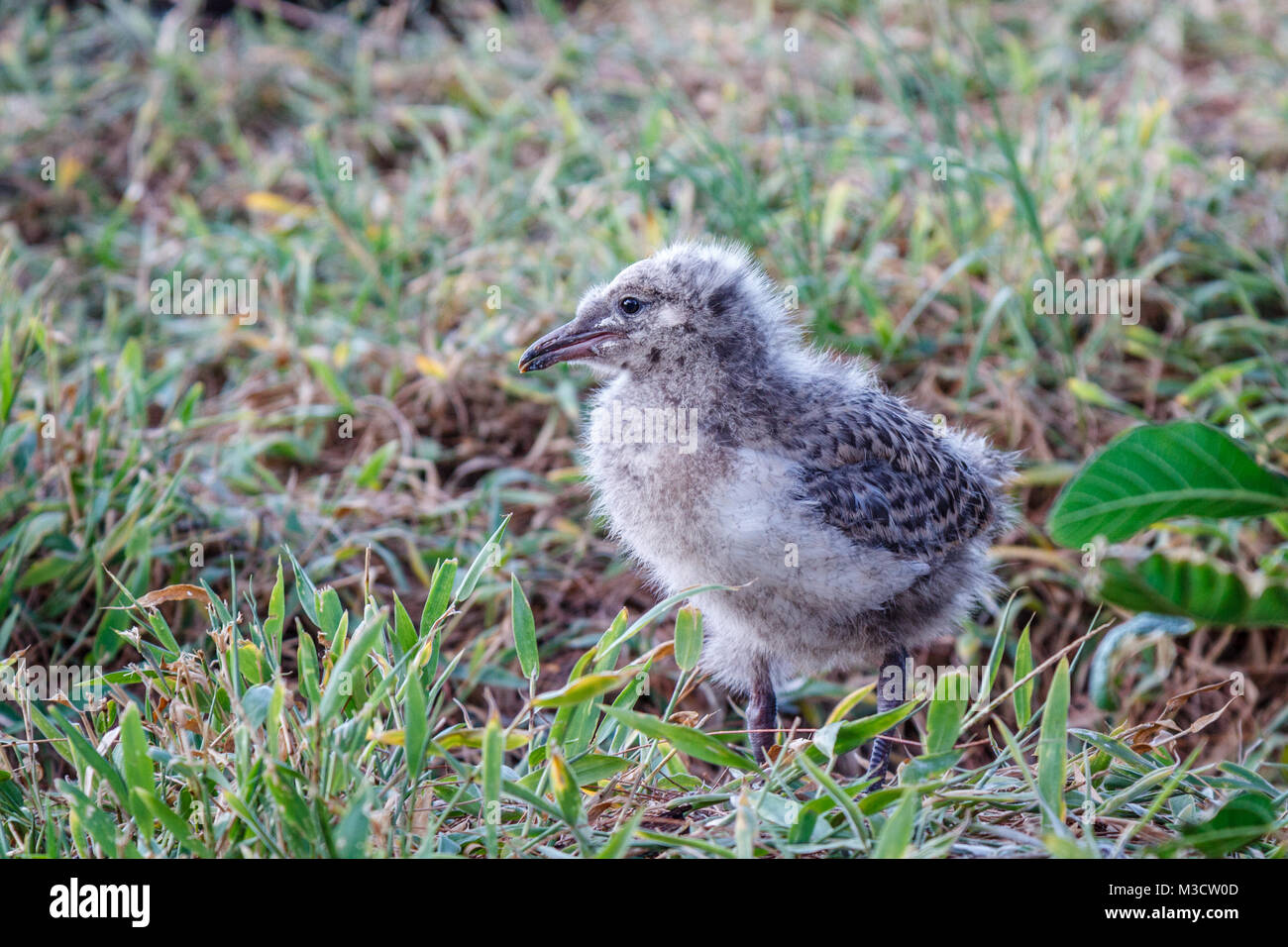 Seagull chick in erba, l'Isola Heron, Queensland, Australia Foto Stock