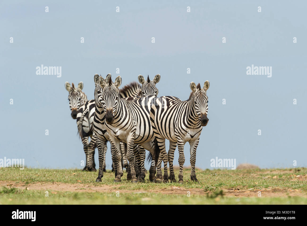 Le zebre vivono in piccole famiglie guidato da uno stallone che proteggerà il suo harem di femmine contro altri maschi. La concessione o di Bohm's Zebra è una subspecie Foto Stock