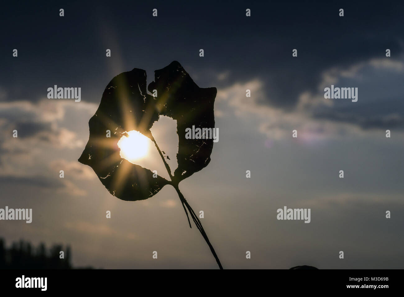 Giorno di San Valentino Foto Stock