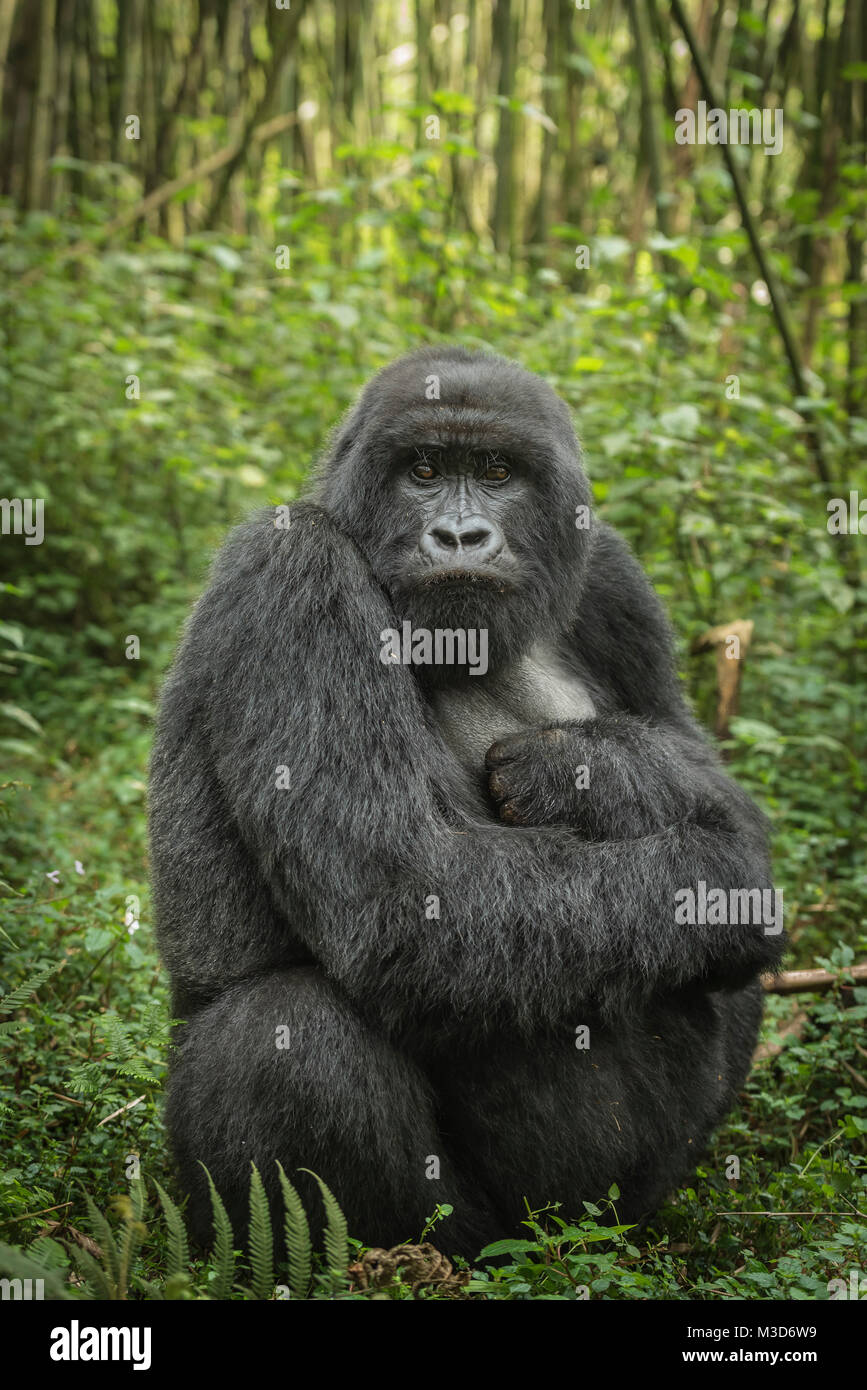 Gorilla di Montagna (Gorilla beringei beringei) Foto Stock