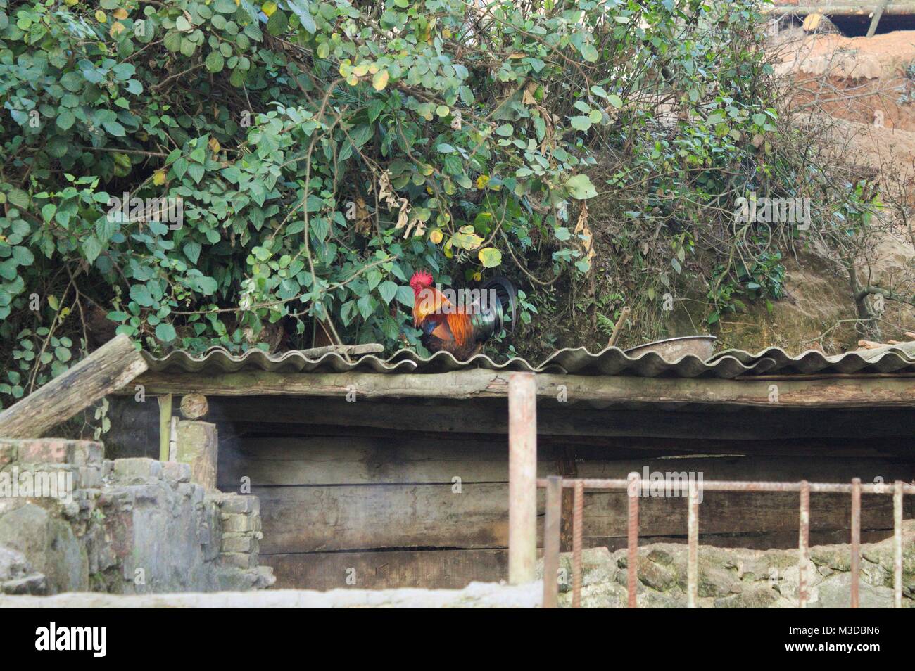 La Rooster sul tetto (Yuanyang, Yunnan, Cina) Foto Stock