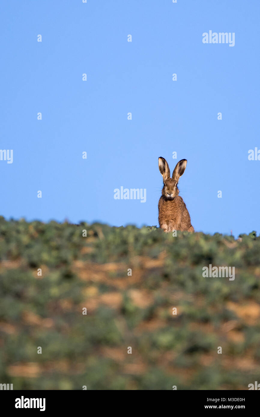 Unico marrone (lepre Lepus europaeus) seduta vigile sulla skyline contro un cielo blu Foto Stock