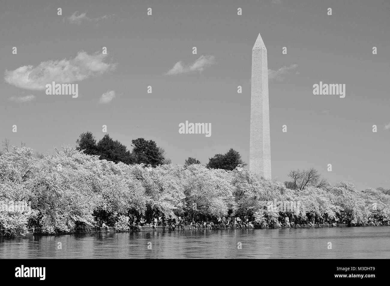 Fiori Ciliegio al loro picco intorno al bacino di marea nel Distretto di Columbia con la George Washington Monument in background Foto Stock