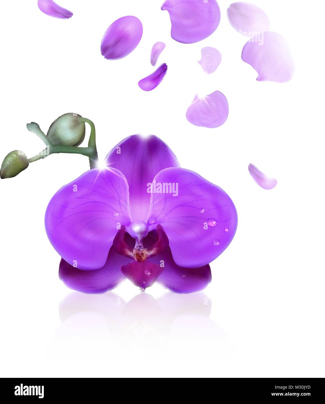 Orchidea viola con gocce d'acqua su sfondo bianco Illustrazione Vettoriale