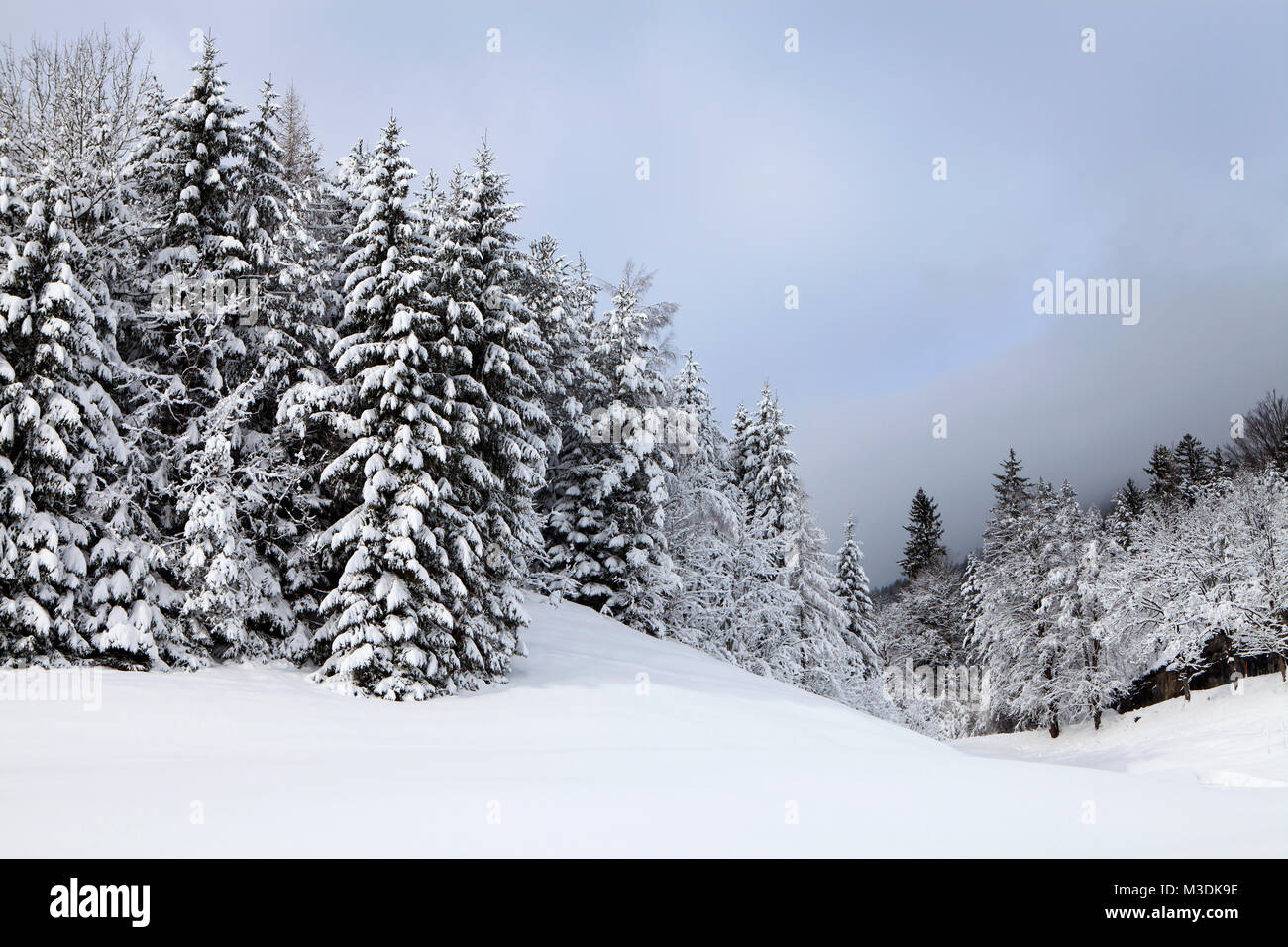 Paesaggio invernale nelle Alpi, vicino a Scheffau, Austria Foto Stock