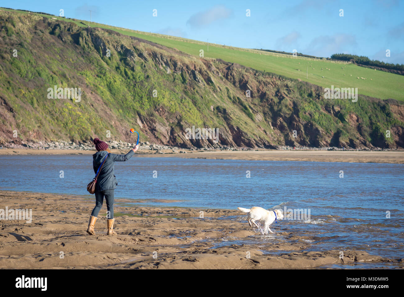 Un cane femmina walker lancia la palla per giallo Labrador in spiaggia Foto Stock
