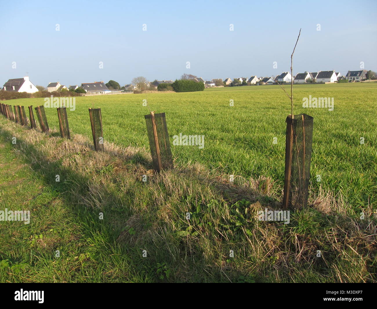 Nuovo impianto di alberi,con struttura protettiva rifugi Foto Stock