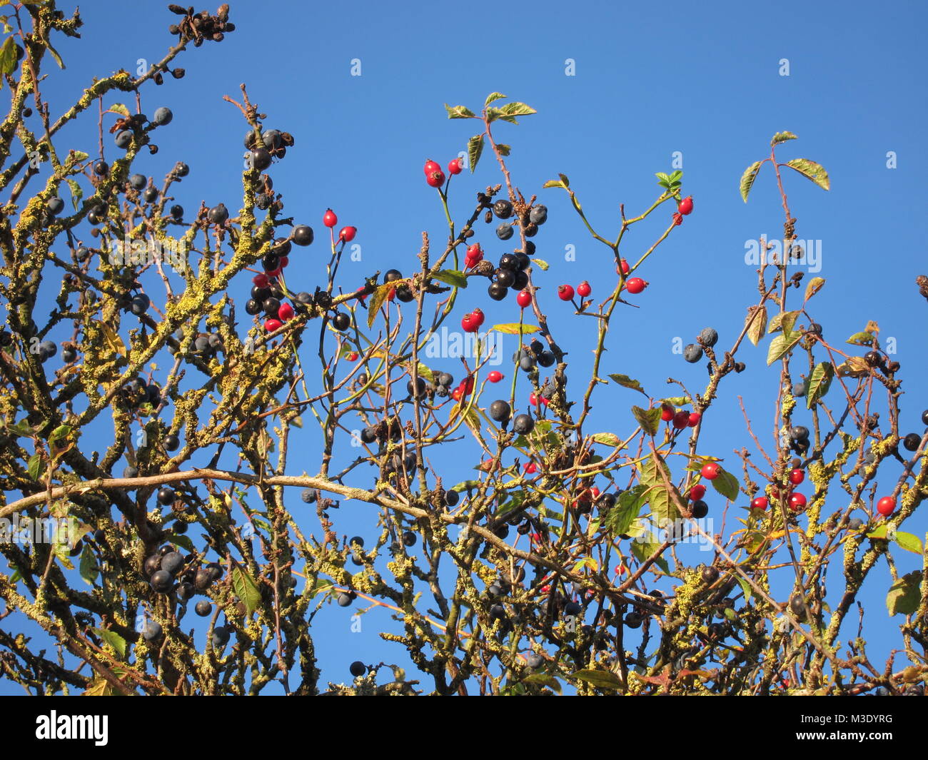 Sloe Foto Stock