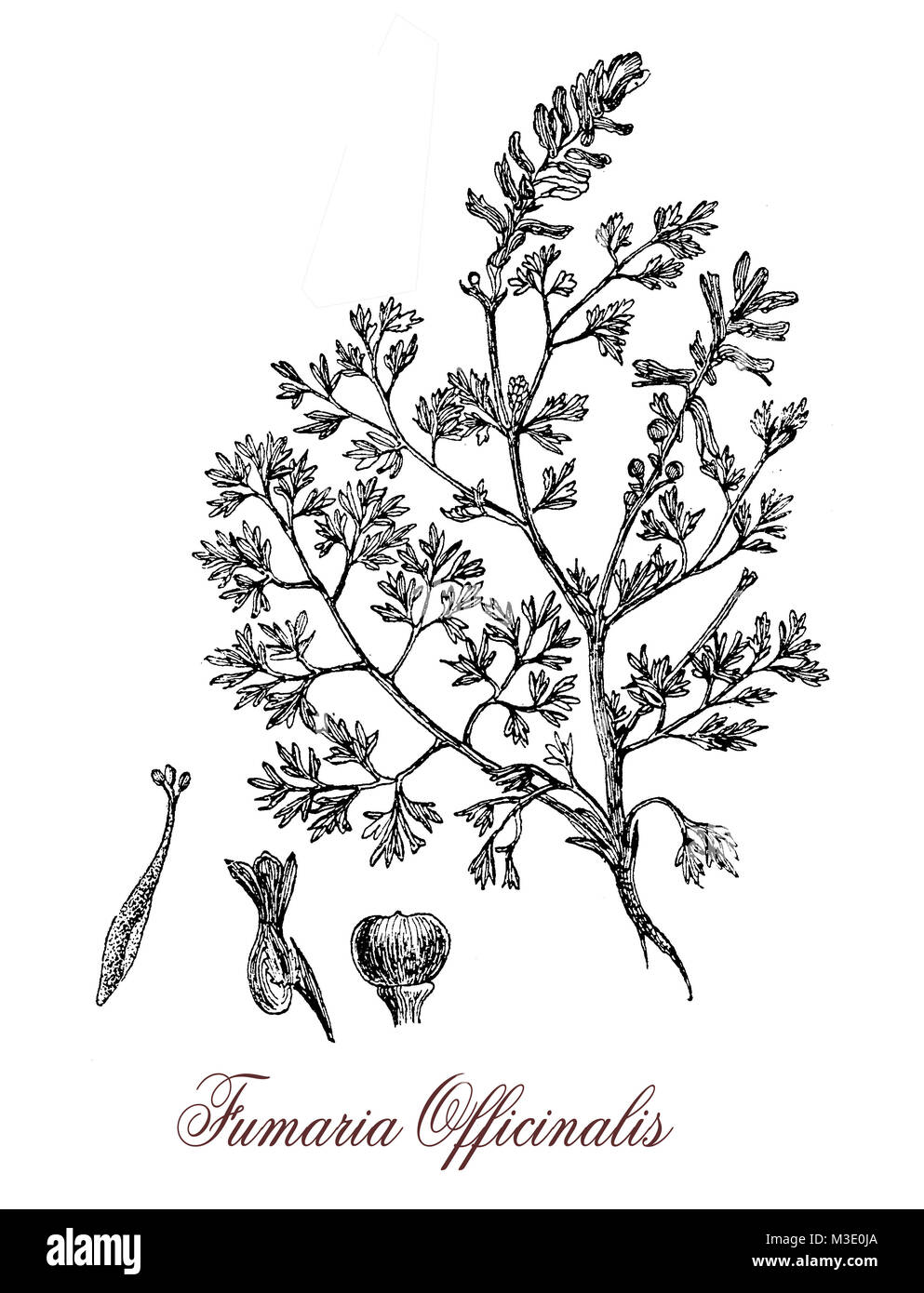 Vintage incisione di fumaria officinalis, fioritura delle piante della famiglia di papavero, velenosi usati in medicina a base di erbe Foto Stock