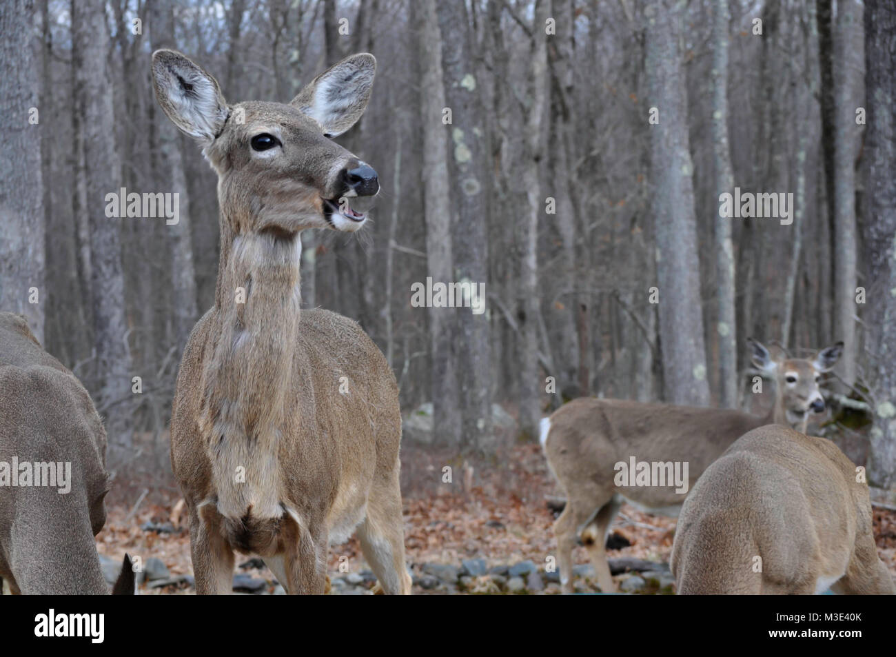 Culbianco Doe Deer con un divertente parlare l'espressione Foto Stock