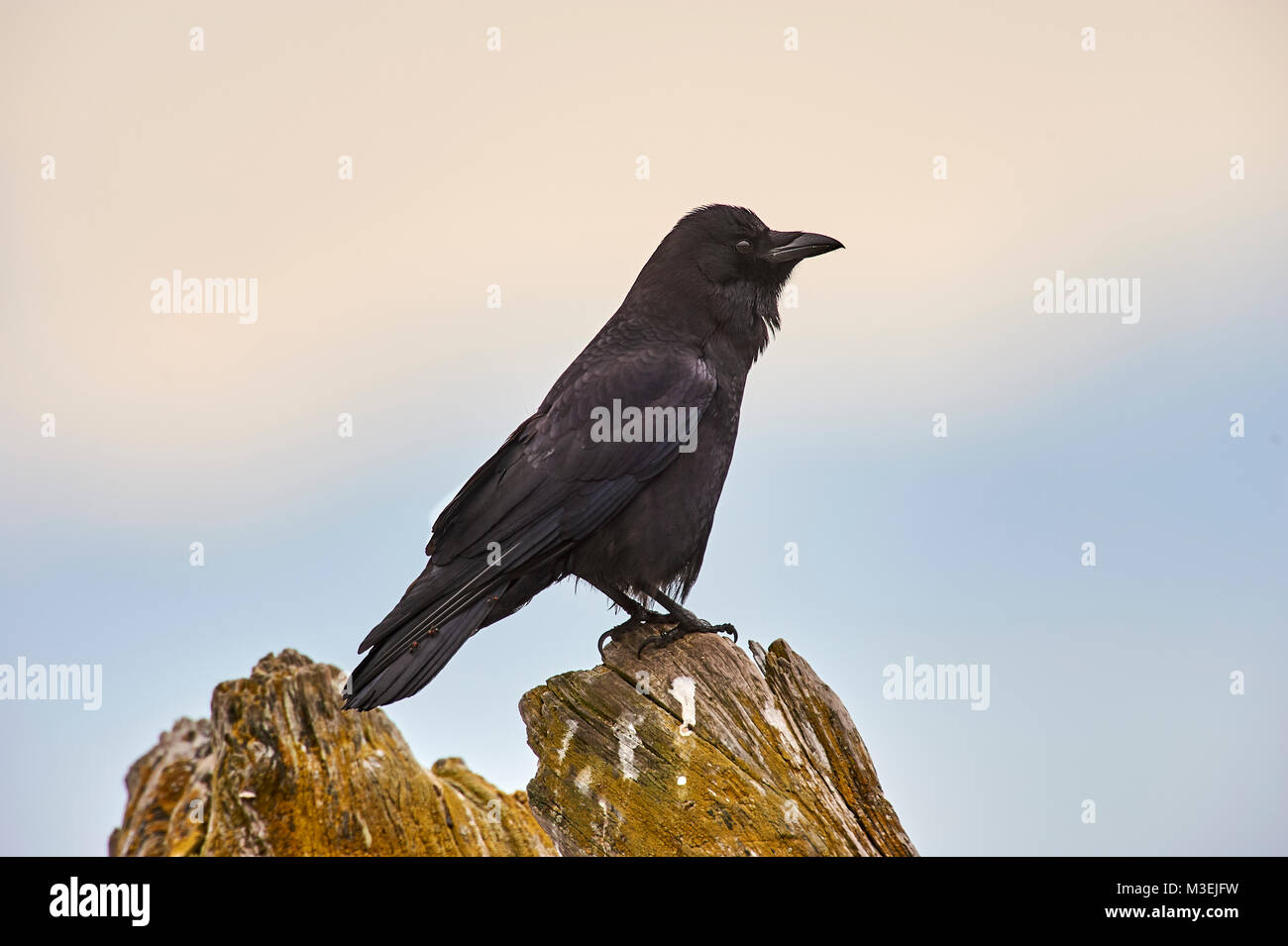 Northwestern Crow (Corvus caurinus), Parksville, British Columbia, Canada Foto Stock