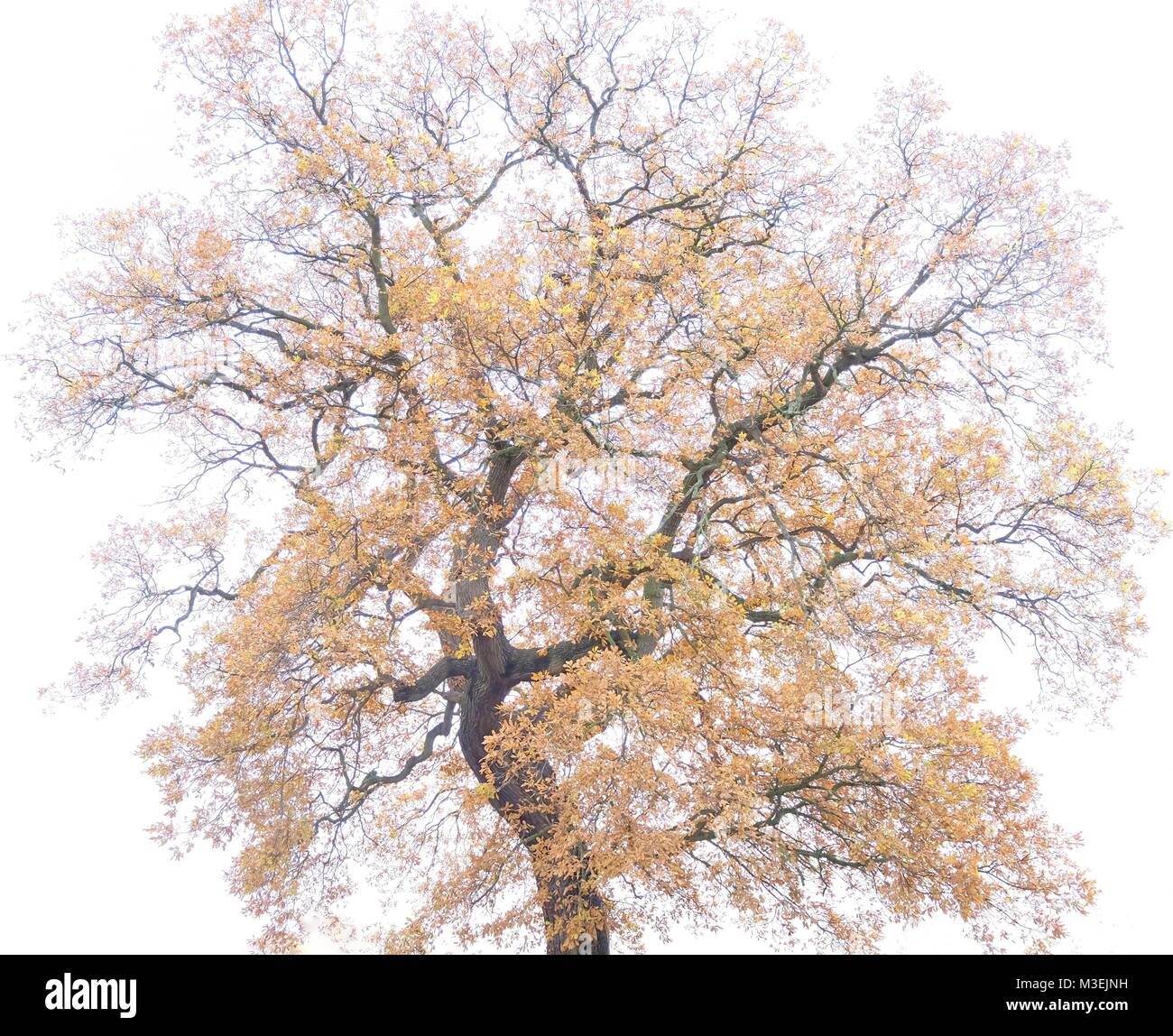 Bello e tranquillo immagini di alberi singoli in tenui colori autunnali: ideale per i designer di interni, case, alberghi, uffici e spazi pubblici Foto Stock