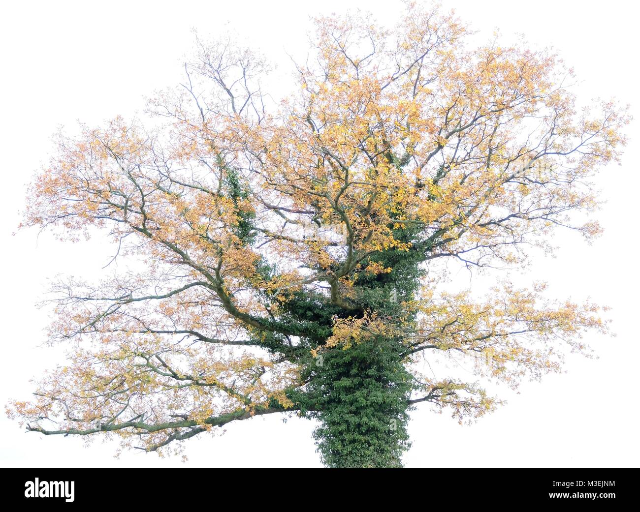 Bello e tranquillo immagini di alberi singoli in tenui colori autunnali: ideale per i designer di interni, case, alberghi, uffici e spazi pubblici Foto Stock