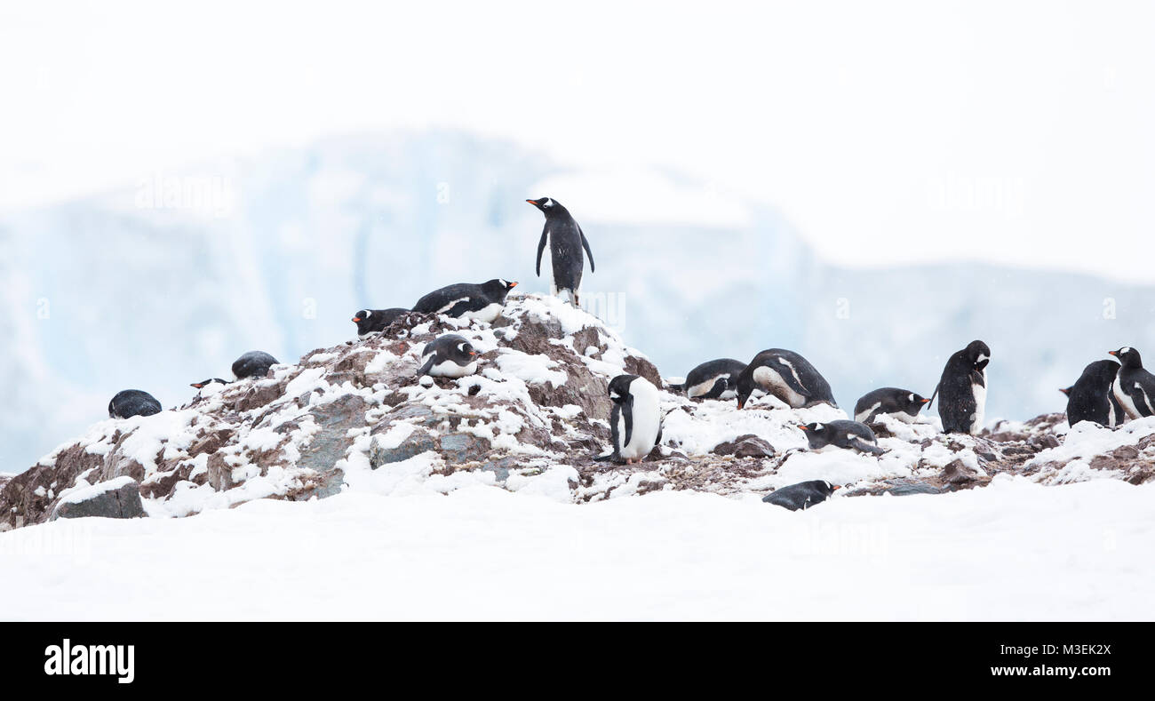 Un solitario pinguino Gentoo permanente sulla sommità della rookery a Neko Harbour, l'Antartide. Foto Stock