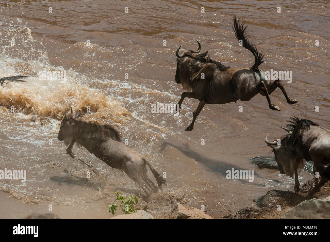 Gnu salto nel fiume di Mara durante uno dei famosi "incroci" durante la migrazione annuale tra la Tanzania e il Kenya. Foto Stock