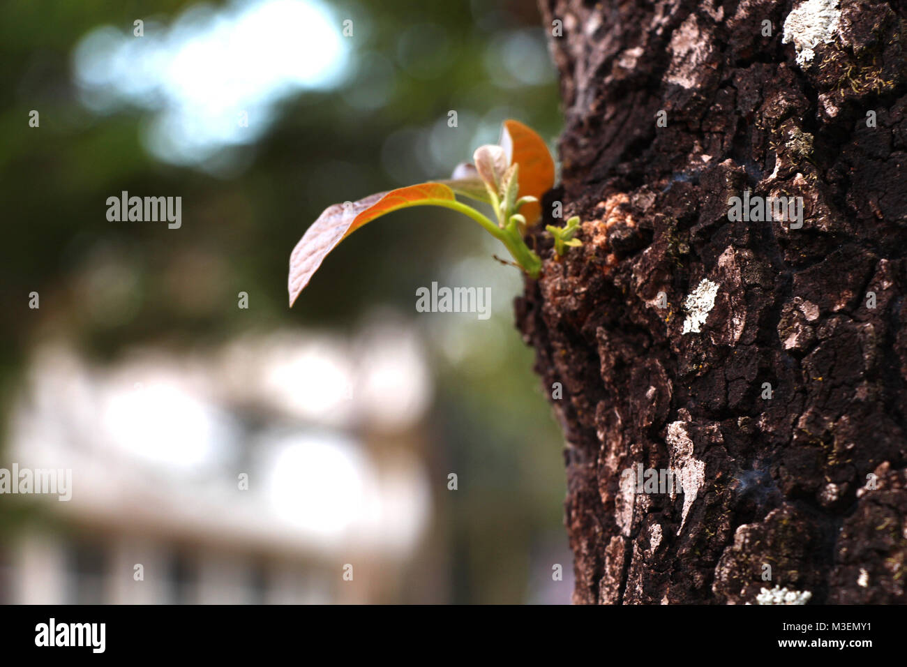 Coltivazione di piante tronco di albero vicino sfondo sfocato aiutare a preservare l'ambiente Foto Stock