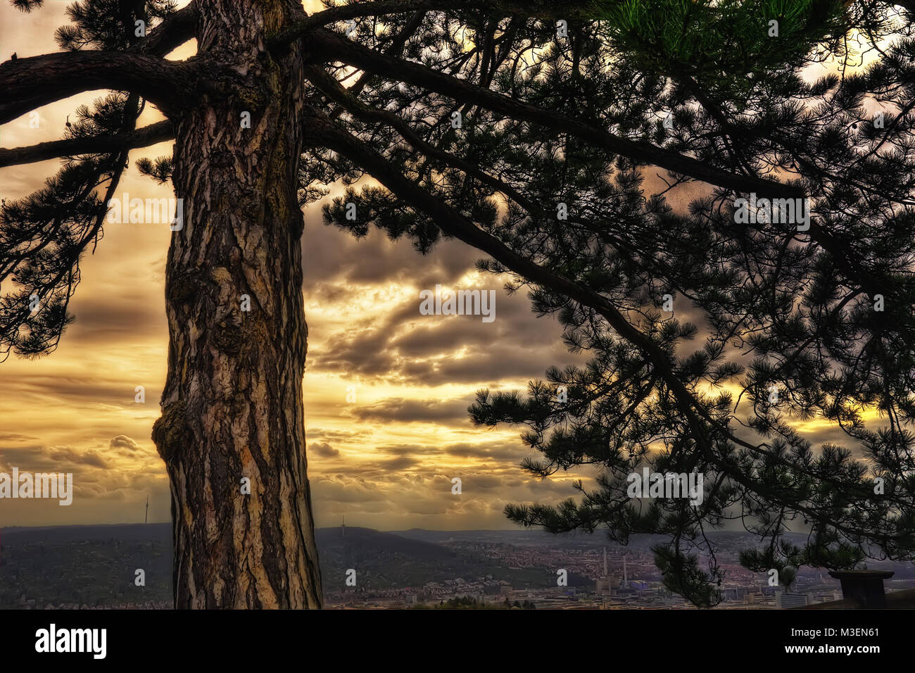 Tramonto dietro Tree adottate nel 2015 Foto Stock