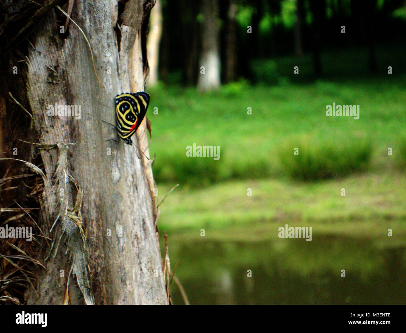 Piccola farfalla presso la fattoria Foto Stock