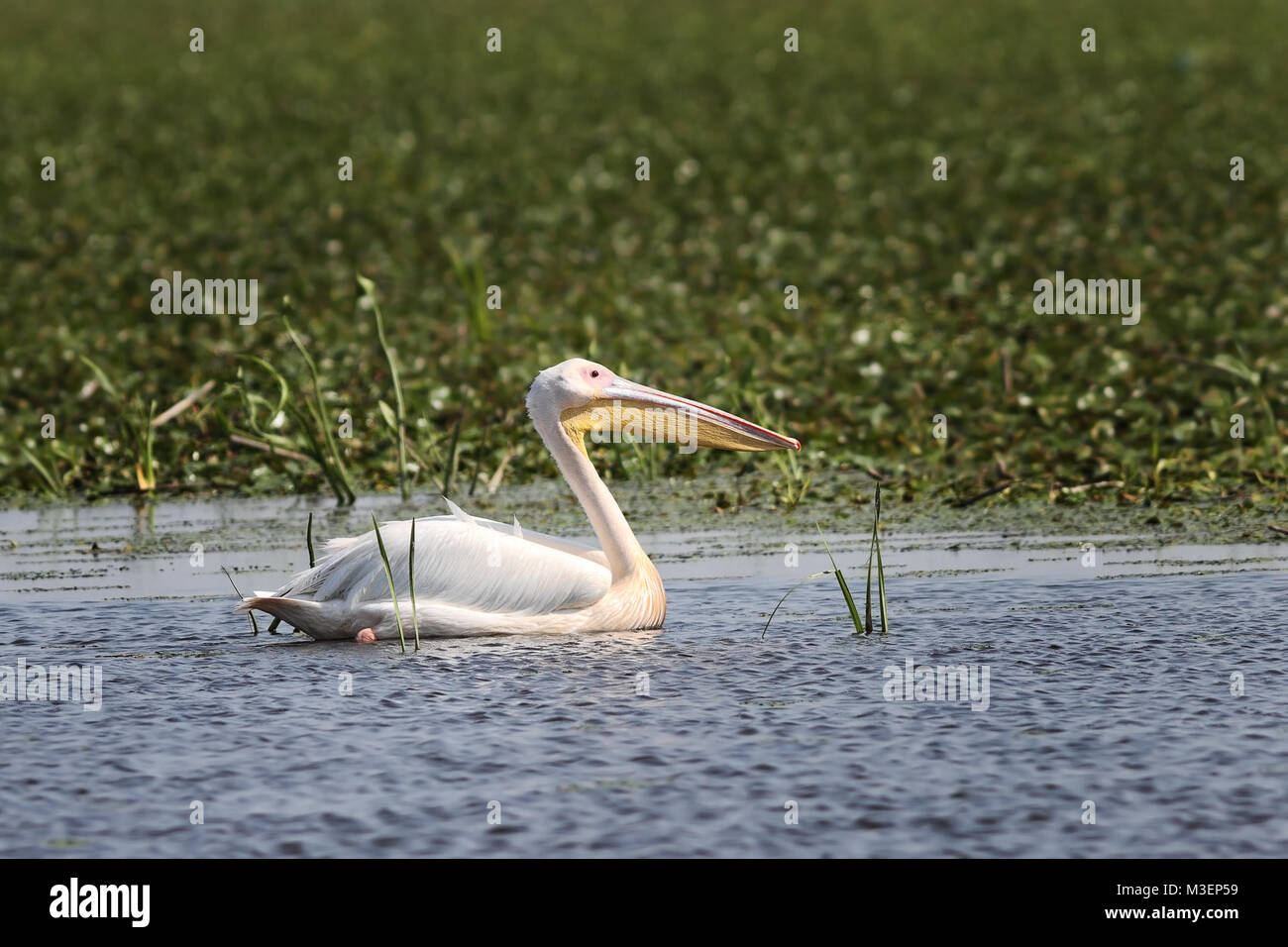 Great White pelican galleggiante su un laghetto naturale ( Pelecanus onocrotalus ) Foto Stock