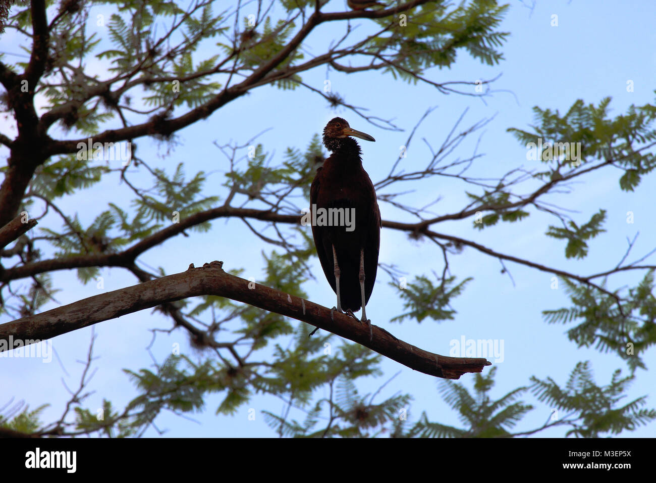 Grande Uccello scuro sui rami di alberi Foto Stock