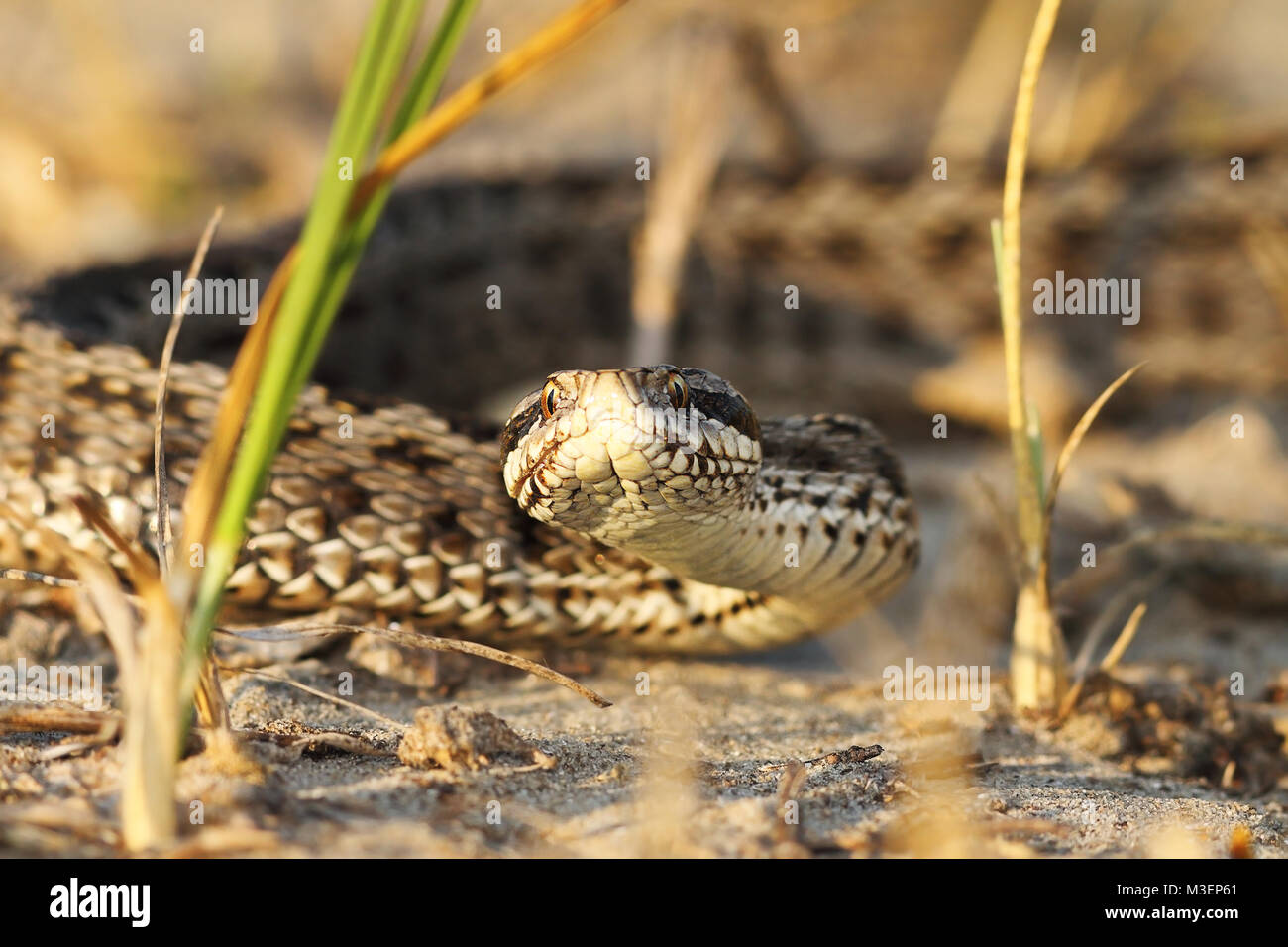 Ritratto di prato moldavo sommatore in habitat naturale ( Vipera ursinii moldavica ) Foto Stock