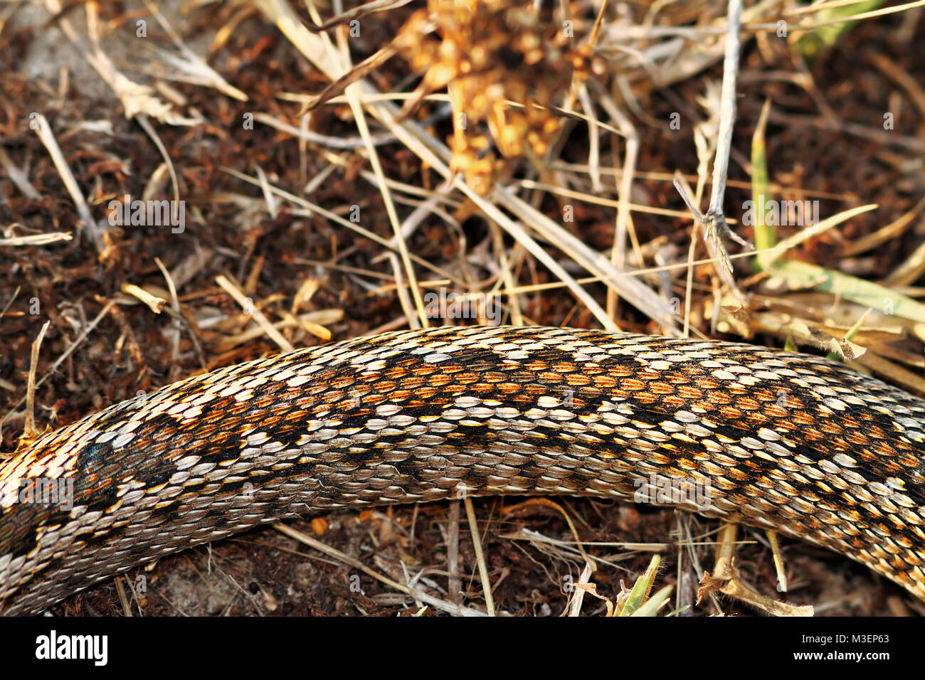 Modello di prato moldavo viper, snakee elencati a criticamente minacciata nella Lista rossa IUCN ( Vipera ursinii moldavica ) Foto Stock