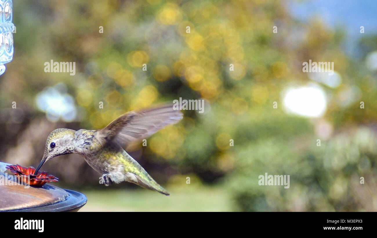 Carino battenti ronzio uccello mangiare a forma di fiore bird feeder visto a Los Angeles Foto Stock