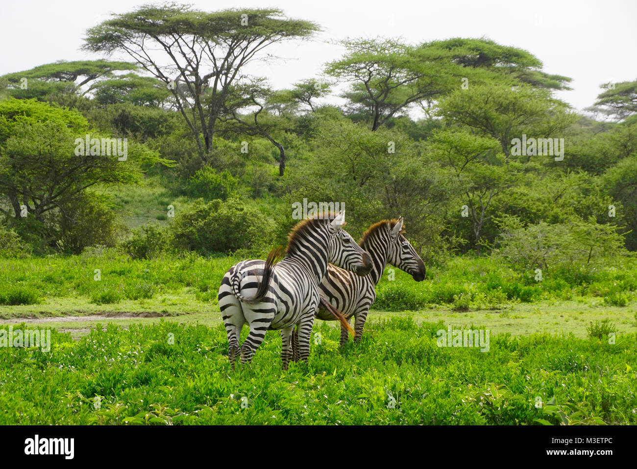 Zebre in acacia incontaminate aree boschive delle pianure del Serengeti della Tanzania. Foto Stock