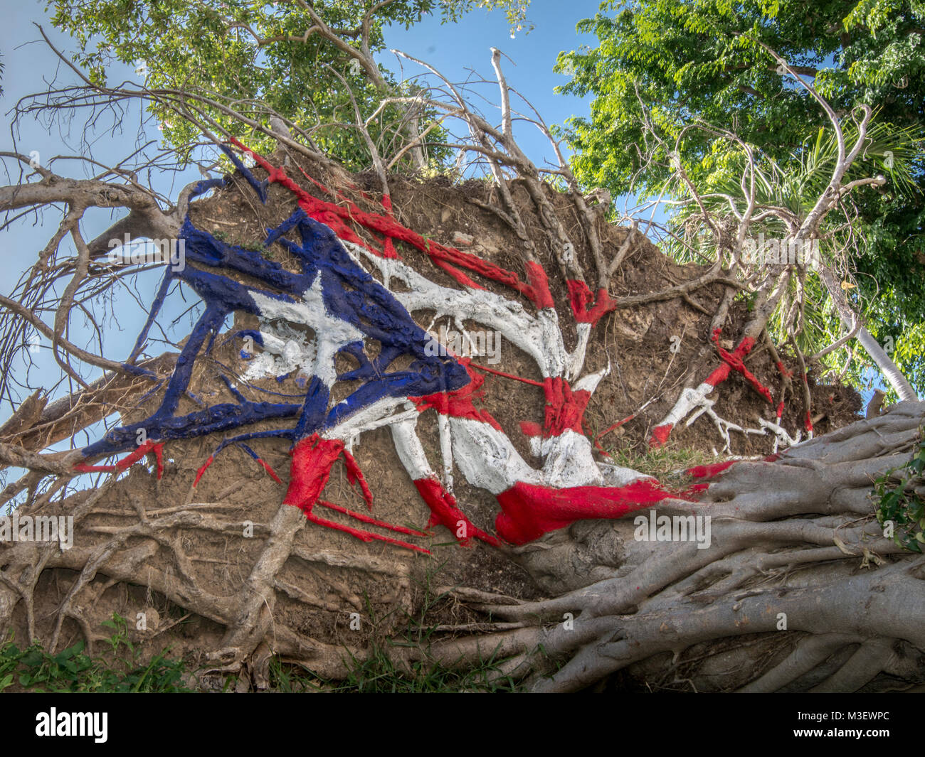 Il Puerto Rican bandiera dipinto sopra le radici di un albero caduto dopo l uragano Maria. Foto Stock