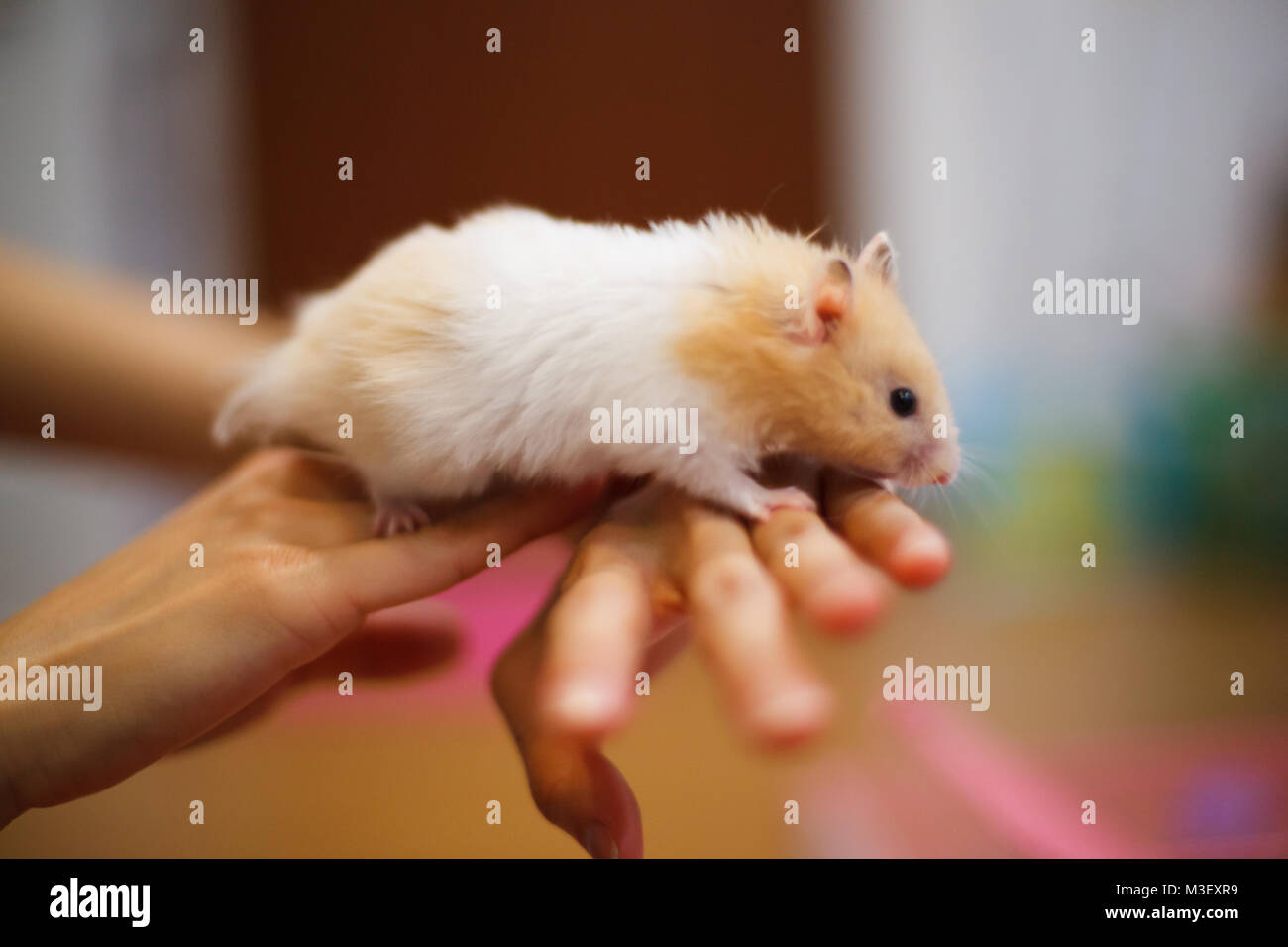 Carino Il Colore Arancione E Bianco O Siriano Criceto Dorato Mesocricetus Auratus Salendo Sulla Mano Della Ragazza Facendo Attenzione Misericordia Domestico Animale Da Compagnia Concetto Foto Stock Alamy Carino Il Colore Arancione E Bianco O Siriano Criceto Dorato Mesocricetus Auratus Salendo Sulla Mano Della Ragazza Facendo Attenzione Misericordia Domestico Animale Da Compagnia Concetto Foto Stock Alamy