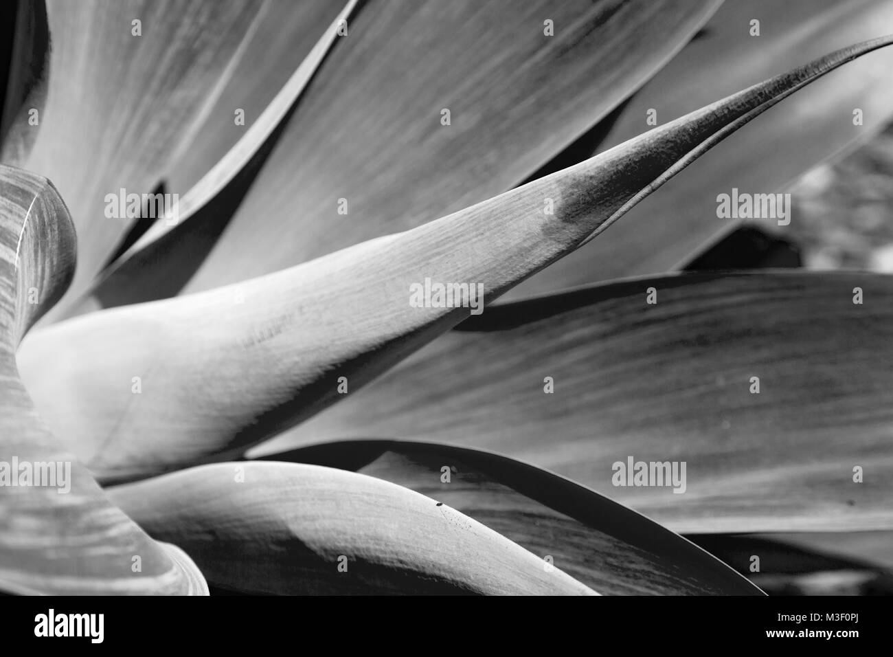 Texture e close up di una foglia come sfondo astratto Foto Stock