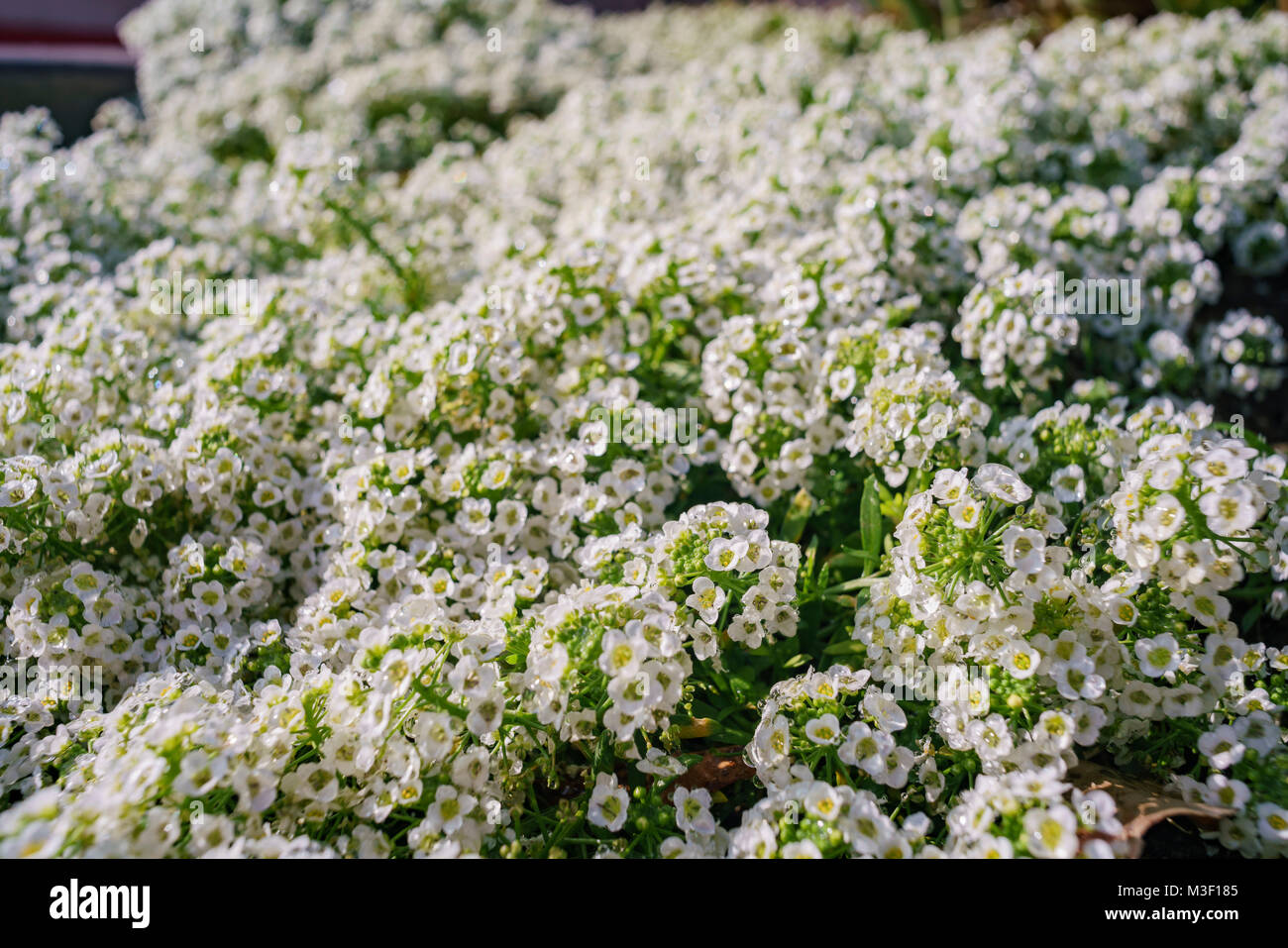 Immagine ravvicinata di molte belle Sweet alyssum con gocce d'acqua a Los Angeles Foto Stock