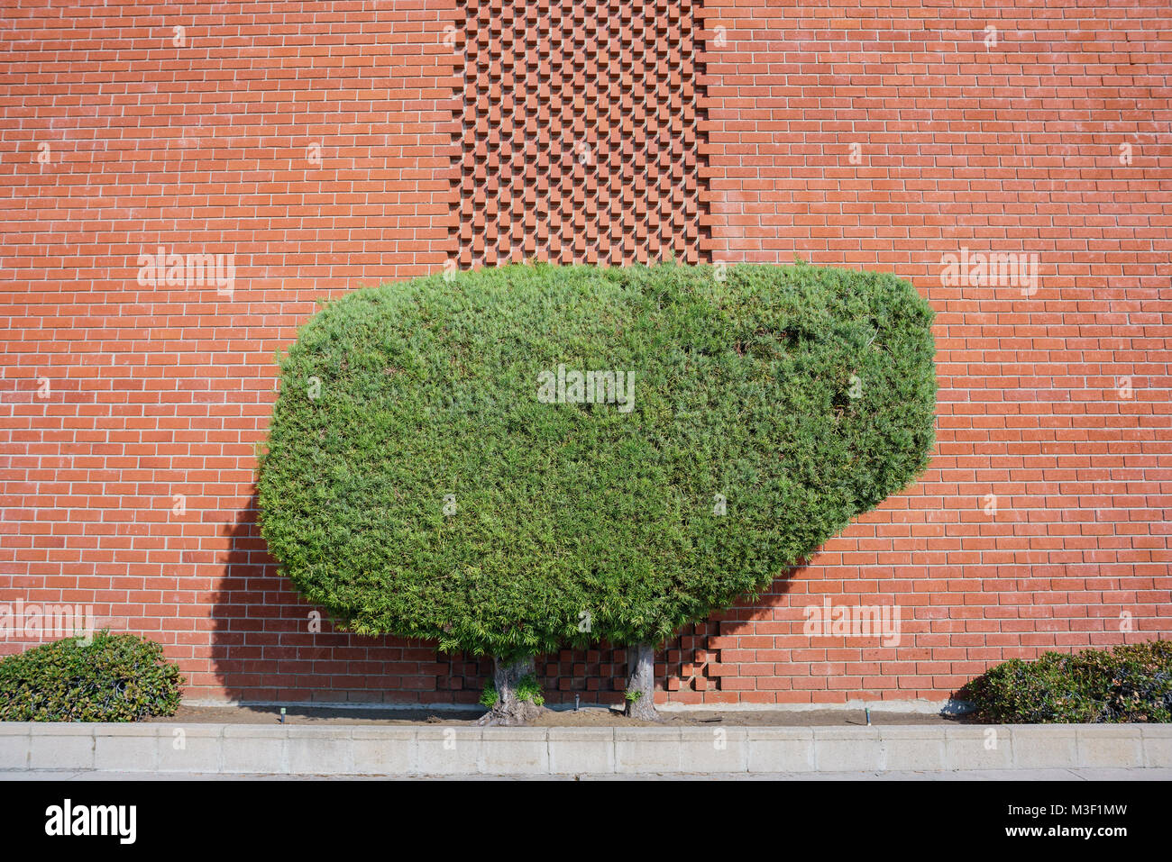 Carino forma di arbusto a Città del Tempio Foto Stock