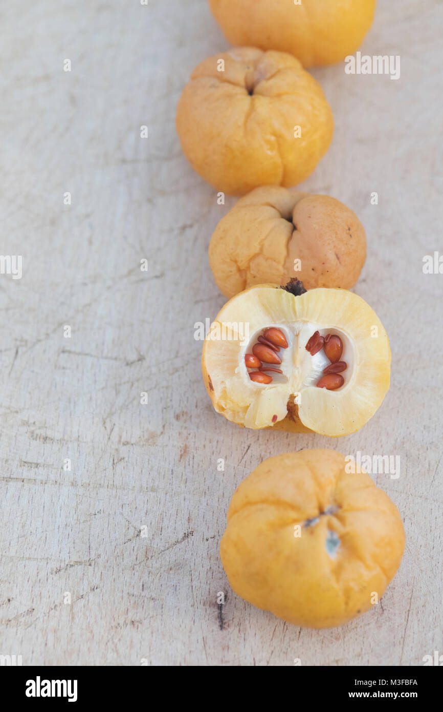 Chaenomeles x superba 'cremisi e oro' . Il giapponese le mele cotogne Frutta su una tavola di legno Foto Stock