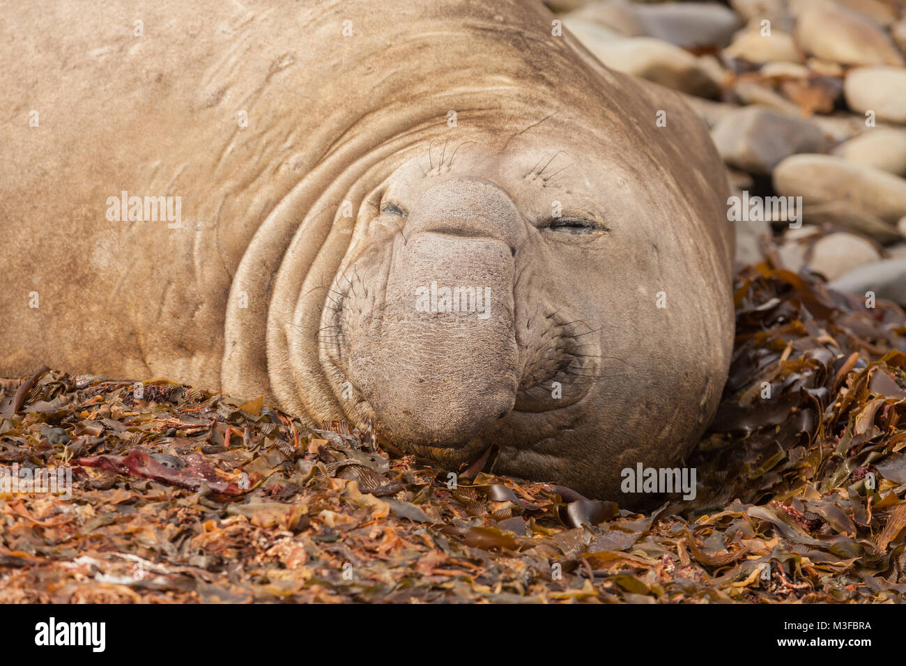 Bull guarnizione di elefante, Close up, relax sulla spiaggia nelle isole Falkland Foto Stock